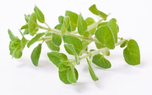 Brand fungus Rand contains oregano oil