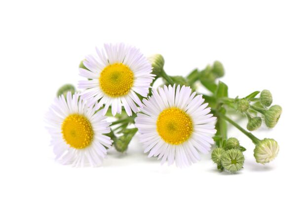 FUNGEENT RAND brand contains chamomile extract